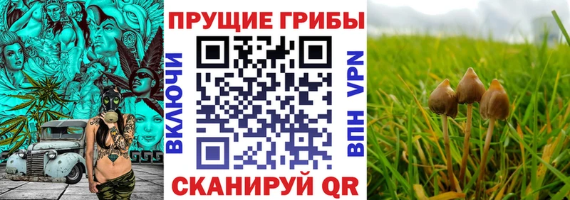 Псилоцибиновые грибы GOLDEN TEACHER  Купить  Ессентукская 